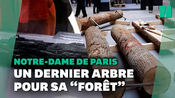Notre-Dame de Paris : la reconstruction de la forêt passe une étape clé