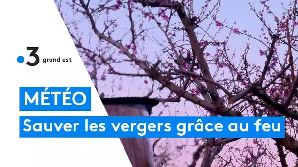 Le danger du gel dans les vignes et vergers