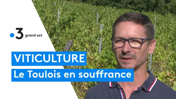 Le manque d'eau met les vignobles à rude épreuve