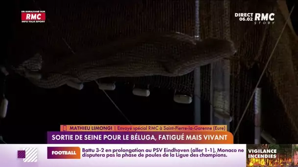 Béluga dans la Seine : l'animal a été sorti de l'eau