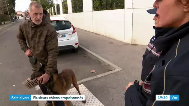 La Seyne-sur-Mer : plusieurs chiens empoisonnés