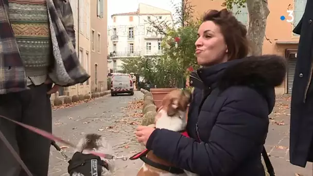 Béziers : plusieurs chiens seraient morts empoisonnés après une promenade en centre-ville