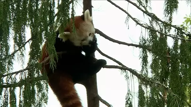 Journée de sensibilisation à la disparition des espèces au zoo de Plaisance-du-Touch