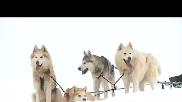 Passion Musher dans le Haut-Doubs