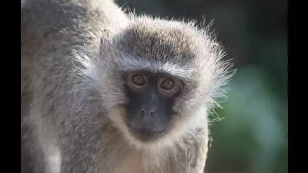 Vidéo : Un singe tend d'enlever un bébé "style des films d'action" 😯 ...