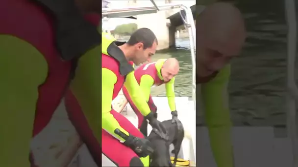 Sauvetage d'un chien dans la Seine