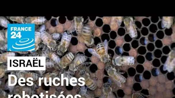 Israël : des ruches robotisées pour préserver les abeilles • FRANCE 24