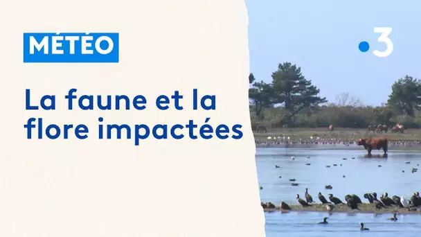 Changement climatique : la faune et la flore impactées par cette météo