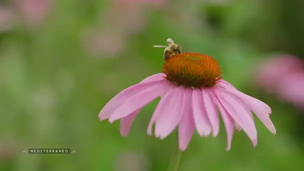 MEDITERRANEO – En Slovénie l’apiculture est une tradition ancestrale