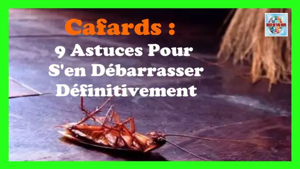 Comment se débarrasser des cafards dans la maison : 9 Astuces à savoir