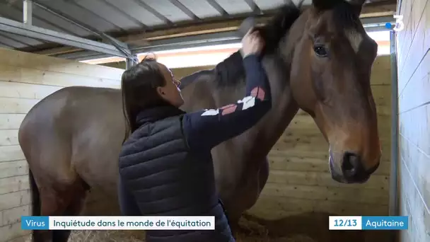Nouvelle-Aquitaine : des clusters de rhinopneumonie équine inquiètent le monde du hippisme