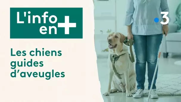 L'info en plus : les chiens guides d'aveugles