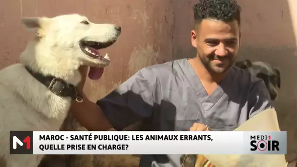 MAROC - SANTÉ PUBLIQUE: LES ANIMAUX ERRANTS, QUELLE PRISE EN CHARGE?