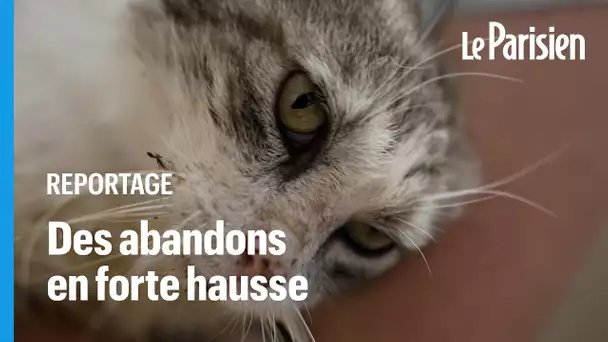 «On ne le jette pas pour les vacances» : la SPA alerte sur la hausse des abandons de chats