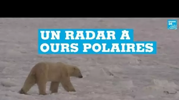 Au Canada, un radar pour repérer les ours polaires intrusifs