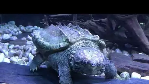Une tortue alligator trouvée dans un parc dans son nouvel aquarium au village des tortues