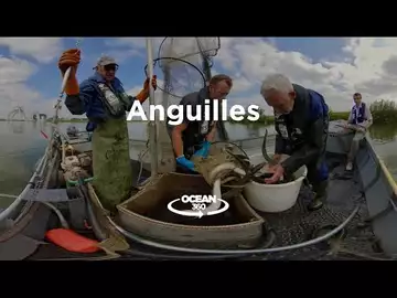 Découvrez à 360° la mobilisation pour sauver les anguilles européennes