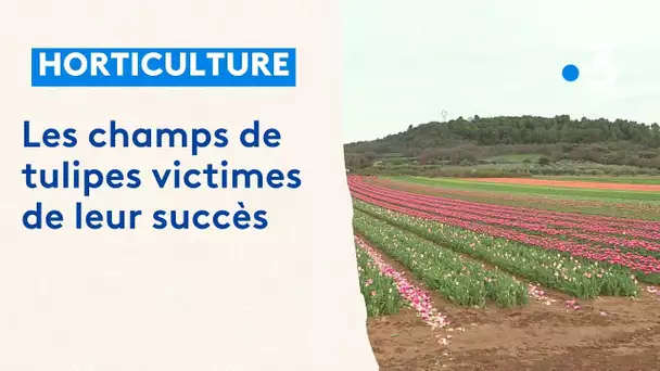 Les champs de tulipes à la Brillane attirent les touristes et les curieux