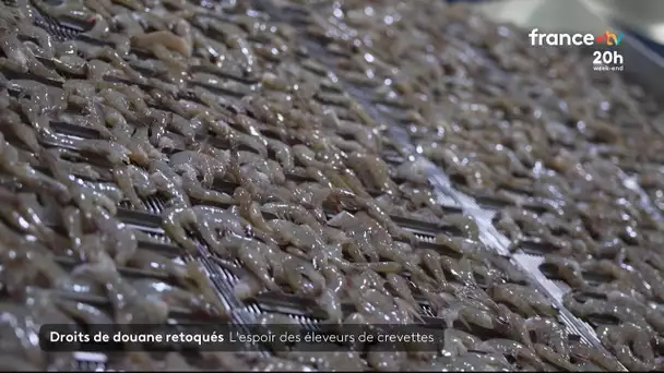 États-Unis / Inde : l'inquiétude des éleveurs de crevettes