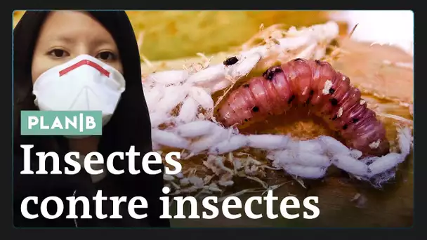 Comment des insectes peuvent sauver des millions d'humains #PlanB