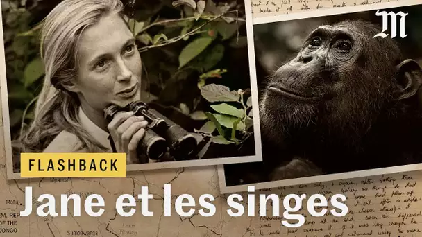 Jane Goodall et les singes : l'envers du cliché - Flashback #6