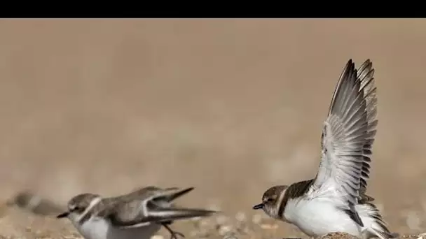 Gravelot oiseau de mer - Documentaire animalier