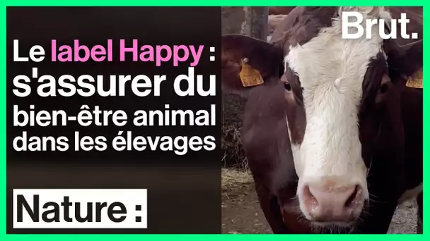 Comment le label Happy s'assure du bien-être animal dans les élevages