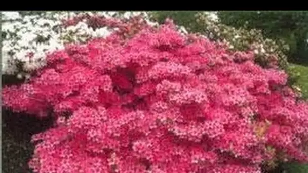 Azalées Rhododendrons - Rempotage, arrosage, entretien