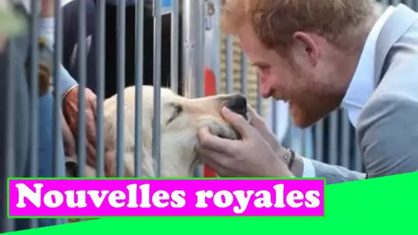 Le prince Harry salue un adorable chien policier lors d'une visite officielle à New York - "Tellemen