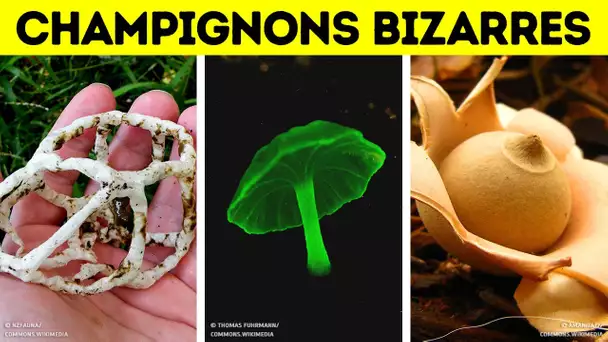 Les Champignons Sont Étrangement Fascinants