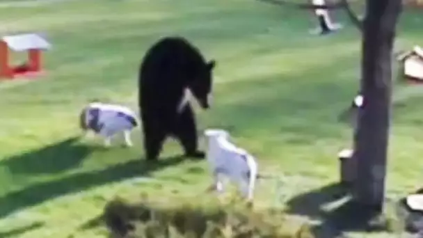 Deux bulldogs contre un ours - ZAPPING SAUVAGE