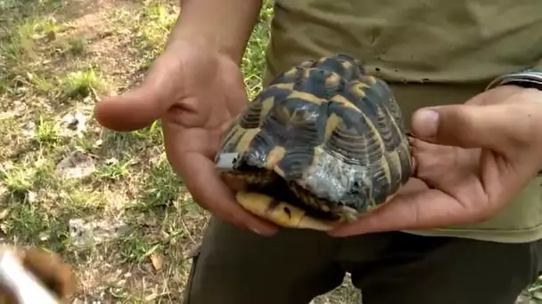 Le programme Life au chevet de la Tortue d&#039;Hermann, une espèce menacée d&#039;extinction