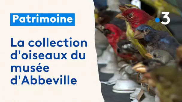 L'inventaire de la collection ornithologique du musée Boucher-de-Perthes d'Abbeville