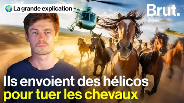 Pourquoi ce pays est en guerre contre les chevaux