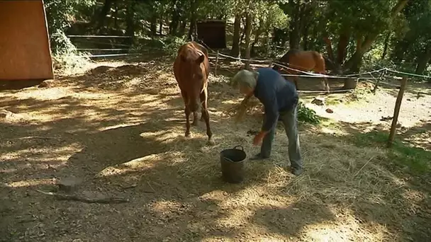 Les Adrets-de-l'Esterel : la polémique du centre équestre  "la Carriole"