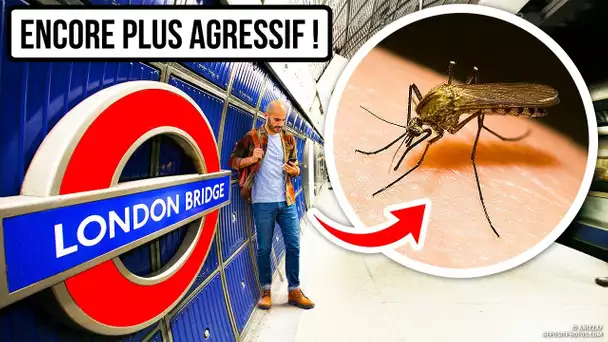 Le Moustique Mutant de Londres Pourrait être Dans ta Ville Prochainement