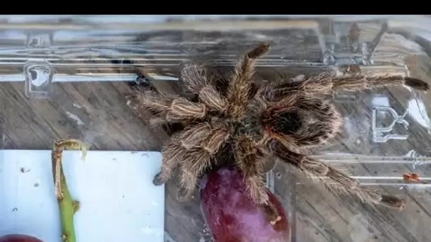 Un homme trouve une grosse mygale dans une barquette de raisins achetée dans un supermarché