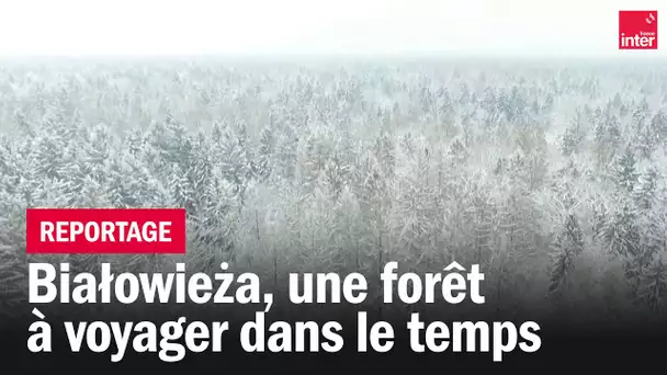 Białowieża, une forêt à voyager dans le temps - Giv Anquetil, Je reviens de... Pologne
