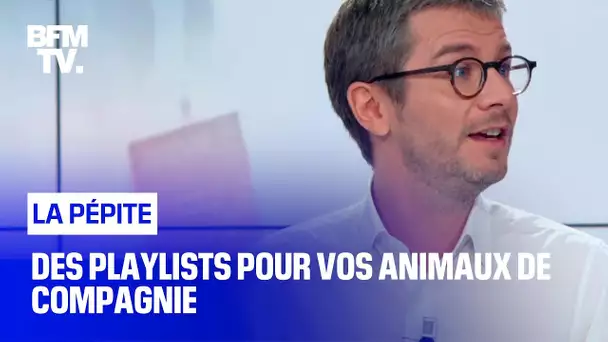 Des playlists pour vos animaux de compagnie