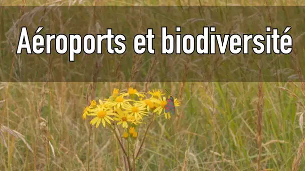Les zones aéroportuaires : « des sanctuaires pour la biodiversité »