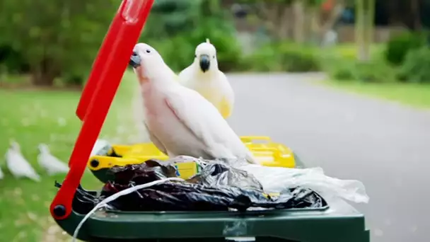 Les cacatoès sont sans foi ni loi - ZAPPING SAUVAGE