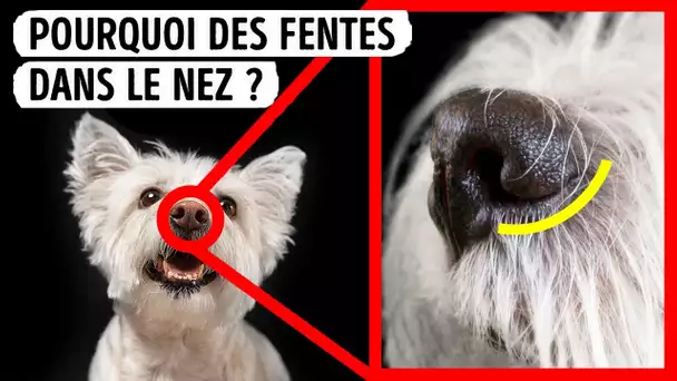 16 faits qui prouvent que ton chien a des super-pouvoirs