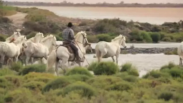 Camargue, le far west méditerranéen