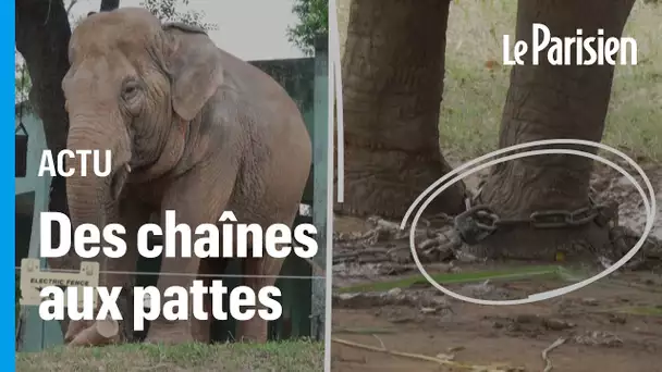 Enchaînées dans un zoo, deux éléphantes émeuvent le Vietnam