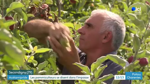 En Gâtine, la récolte des pommes est touchée par les dégâts causés par le puceron cendré
