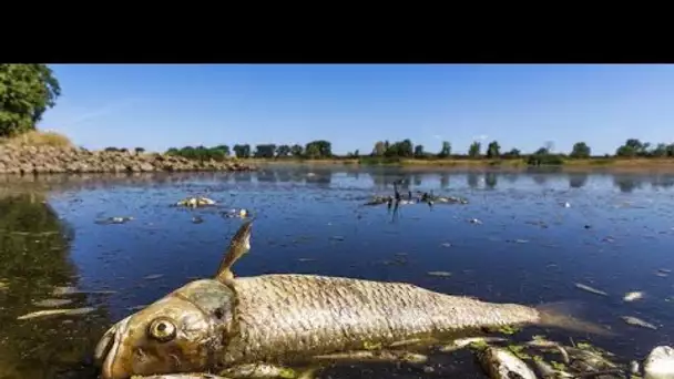 Pollution : le fleuve Oder en Pologne, tombeau pour 300 tonnes de poissons