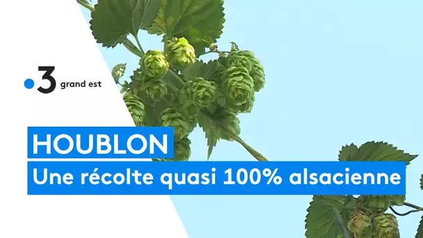 Houblon : l'Alsace produit la quasi-totalité de la récolte française