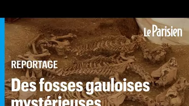 Dans l'Indre, le mystère des 28 squelettes de chevaux alignés à l'époque des Gaulois
