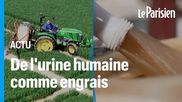 A Saclay, des agriculteurs utilisent de l'urine humaine comme engrais pour la culture du blé