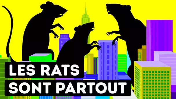 Pourquoi Les Villes N'Arrivent Pas À Se Débarrasser Des Rats